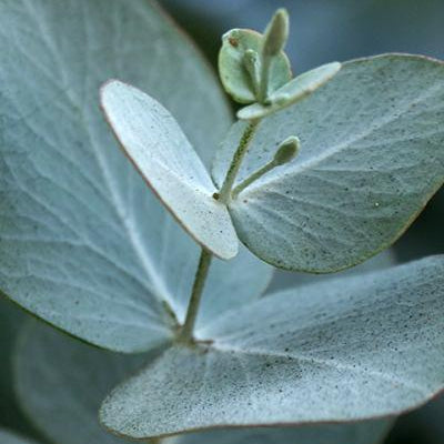 Eucalyptus Blue Gum Essential Oil