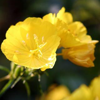 Evening Primrose Organic Oil