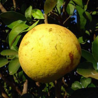 Grapefruit Organic Essential Oil