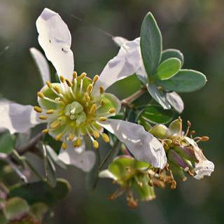 Golden Jojoba Oil - Premium