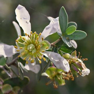 Jojoba Golden Organic Oil - Professional Premium