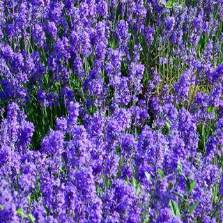 Lavender True Essential Oil