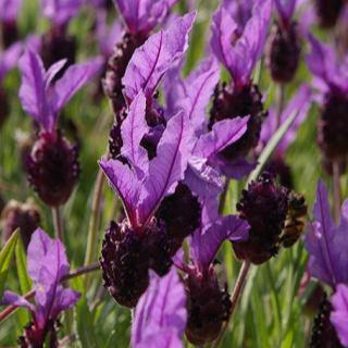 Lavender True - High Altitude Essential Oil