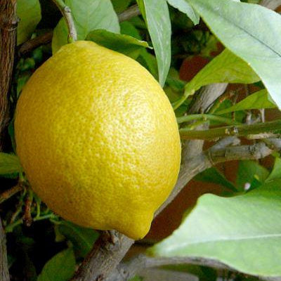 Lemon Essential Oil