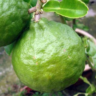 Lime Distilled Organic Essential Oil