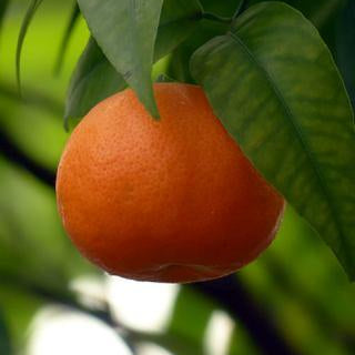 Mandarin Organic Essential Oil