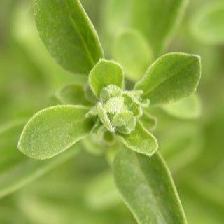 Marjoram Essential Oil