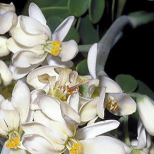 Moringa Unrefined Organic Oil