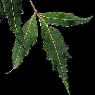 Neem Virgin Organic Oil