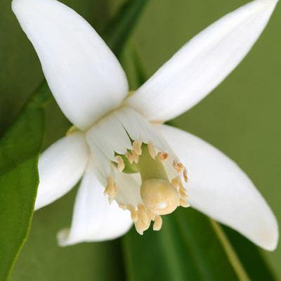 Neroli Essential Oil