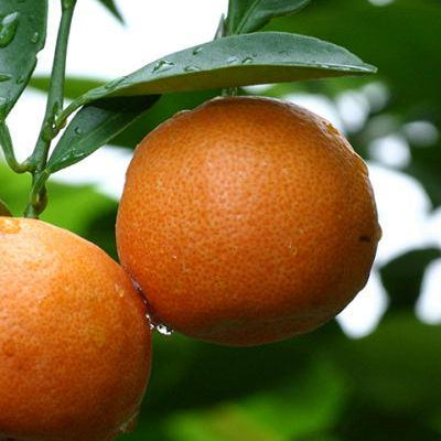 Orange Sweet Essential Oil