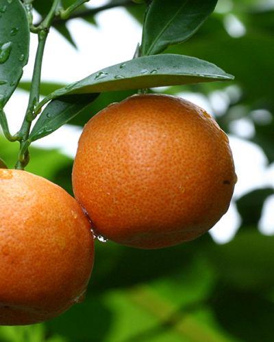 Naissance 100% pure Organic Sweet Orange Essential Oil
