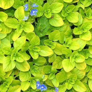 Oregano Essential Oil