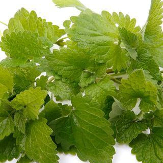Peppermint Piperita Organic Essential Oil