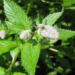 Peppermint Arvensis Essential Oil