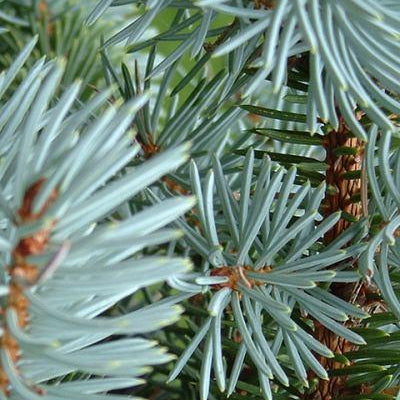 Pine Needle Scotch Essential Oil