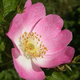 Rose Otto Organic Essential Oil