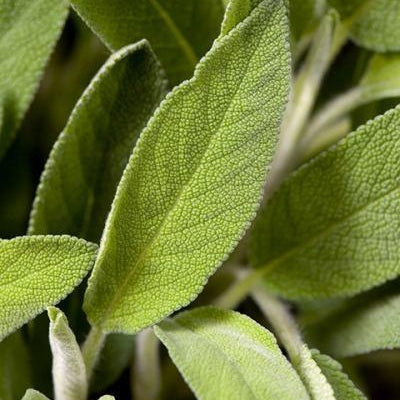 Clary Sage Essential Oil