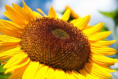Naissance 100% pure, Organic Sunflower Oil