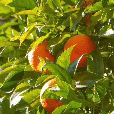 Tangerine Organic Essential Oil