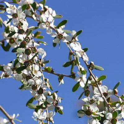 Tea Tree Organic Essential Oil