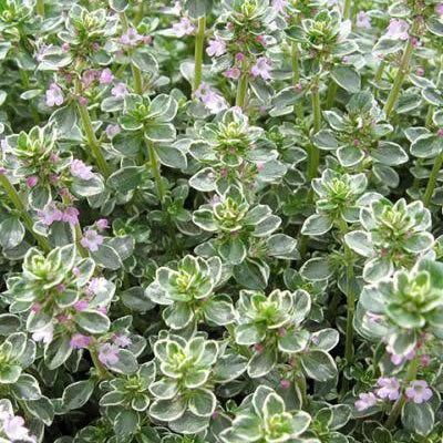 Thyme Essential Oil
