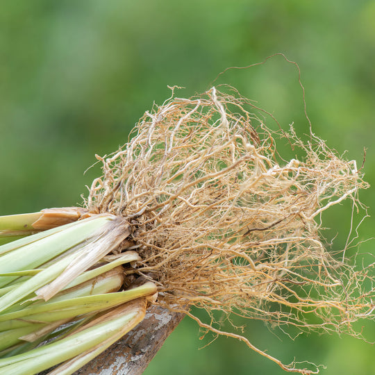 Vetiver Organic Essential Oil (No.167)