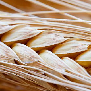 Wheatgerm Virgin Oil