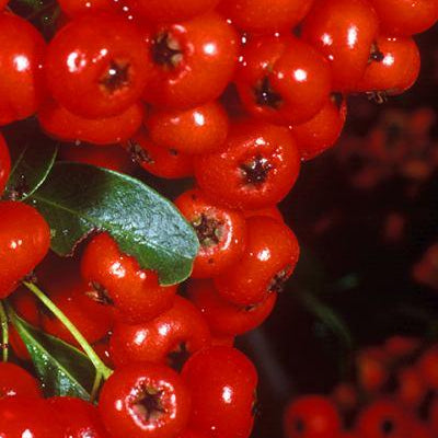 Wintergreen Essential Oil