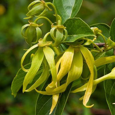 Ylang Ylang Organic Essential Oil