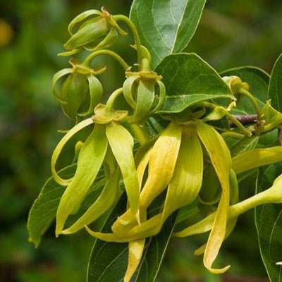 Ylang Ylang Organic Essential Oil (No.111)